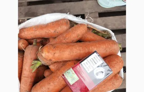 Продаём морковь хорошего качества