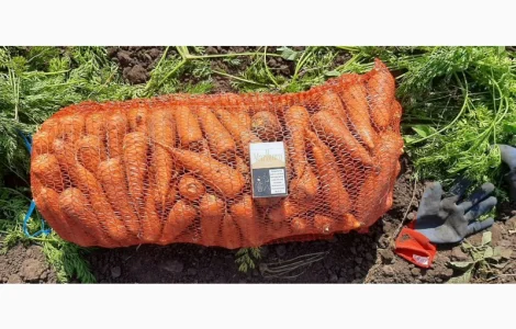 Морковка молодая