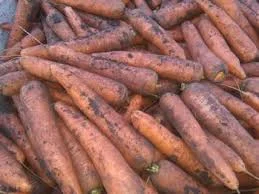 Гуртові продажі молодої моркви з Дніпра - старт сезону