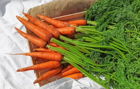 Морква молода Туреччина гуртом - продаж від 10 тонн