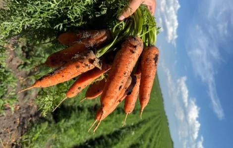 Продам Моркву Великий обʼєм