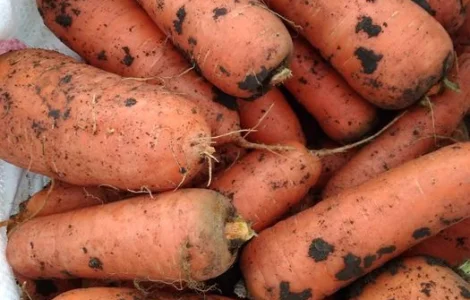 Куплю морковь морковчу морковку на переработку