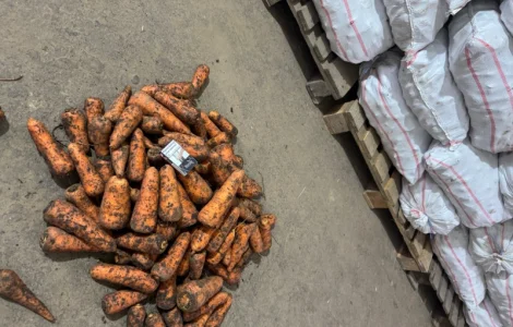 Продам товарну морковку в хорошем качестве