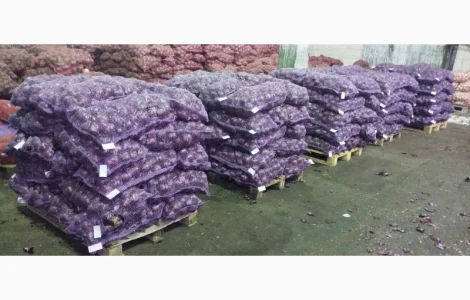 Продам червону цибулю