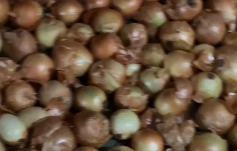 Продам цибулю на перо