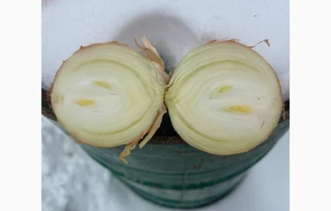 Продам цибулю ріпчасту