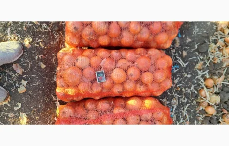 Цибуля МЕЛОРІ фазирована