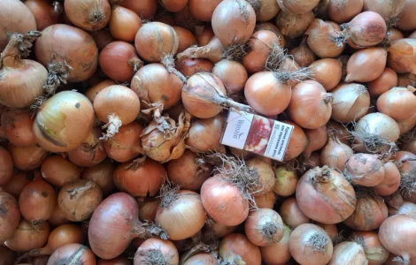 Продам Цибулю