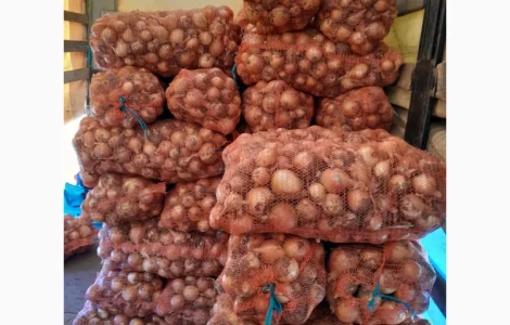 Продам цибулю сорту Банко