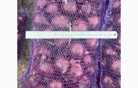 Продам синю цибулю