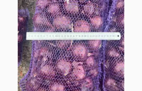 Продам синюю лук