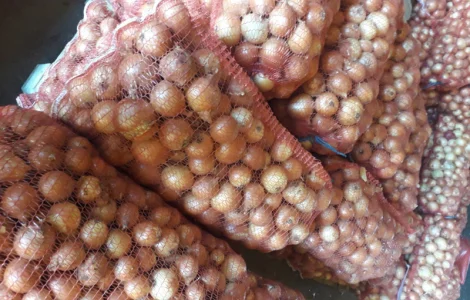 Цибуля на ЗЕЛЕНЬ