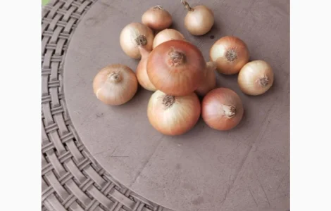 Продам цибулю ріпчасту жовта