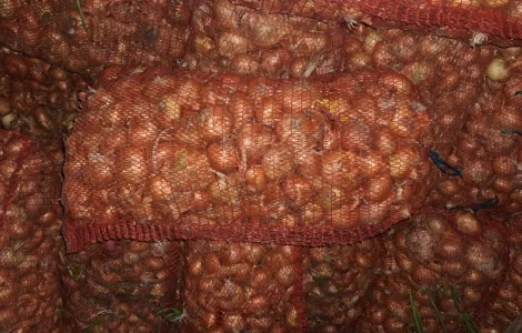 Продам лук штутгарт на перо