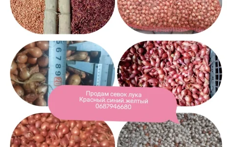 Продам арпаш лука