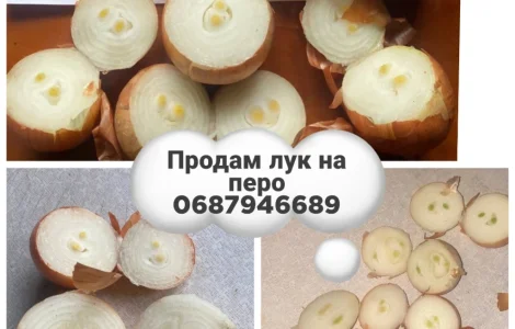 Продам лук на выгонку пера