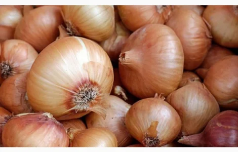 Продам ЦИБУЛЮ ріпчасту