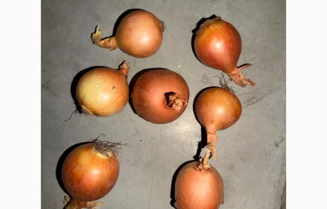 Продам цибулю