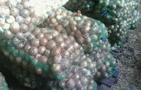 Куплю ЦИБУЛЮ оптом Миколаївська область та південь України дорого