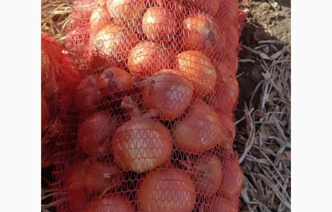 Лук сорт медуза и мелори