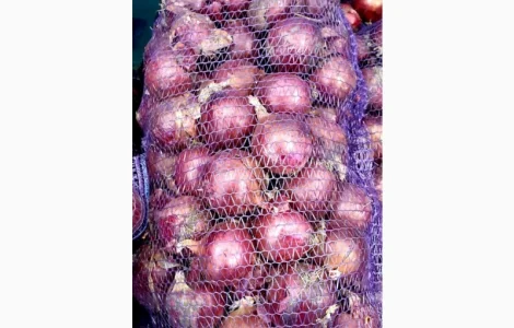 Цибуля червона Харківська область