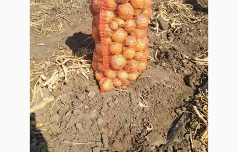 Продам цибулю сорт " Медуза"