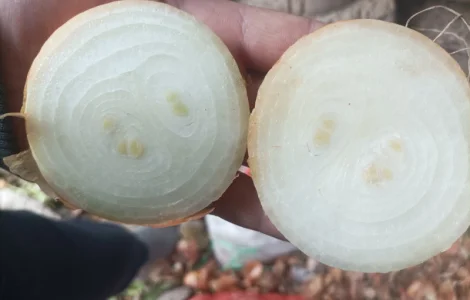 Продам штутгард на перо