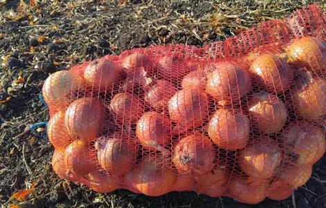 Крупна цибуля