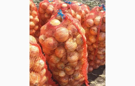 Продам цибулю