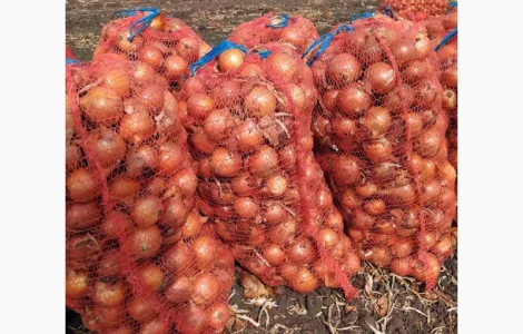 Продаю цибулю Дерек