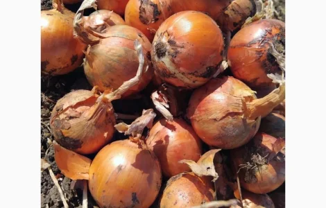 Продам цибулю Дерек