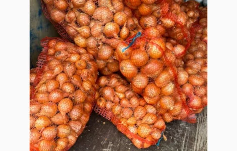 Цибуля радар