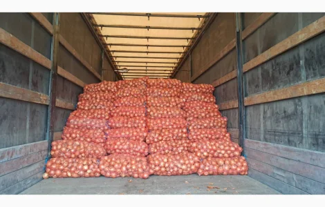 Продам цибулю Медуза