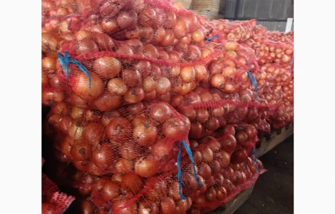 Цибуля гібрид Дерек