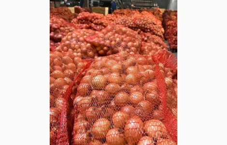 Продам цибулю ріпчату від виробника