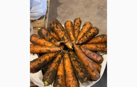 Продам цибулю