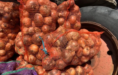 Цибуля крупна