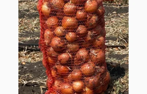 Продам цибулю