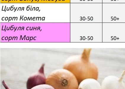 ФГ реалізує цибулю білу (Комета) та червону (Редеско)