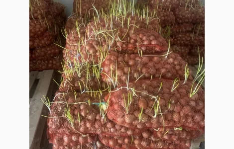 Продам цибулю на перо