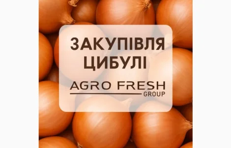Закуповуємо цибулю на постійній основі