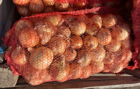 Продам цибулю Медуза