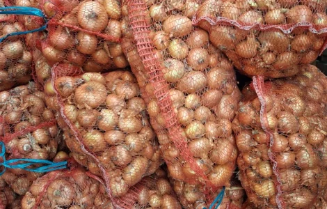 Продам цибулю Штутгартен на зелень