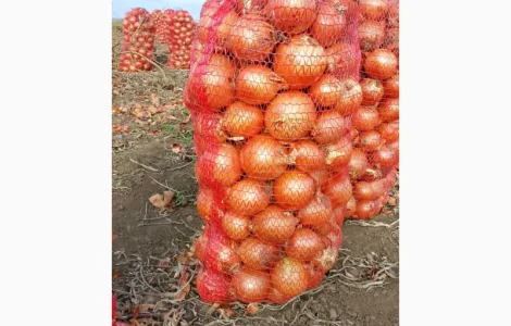 Продаём лук сорт " Дерек F1 ". В НАЛИЧИИ !!!. Без ПРЕДОПЛАТ