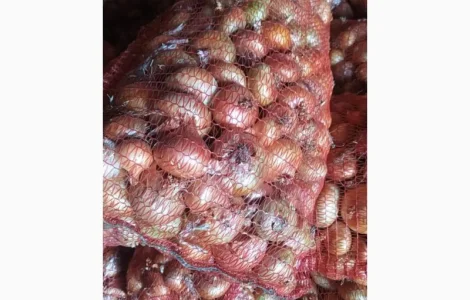 Лук штудгард