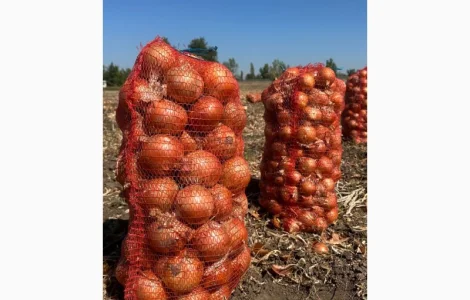 Цибуля оптом зі складу Медуза