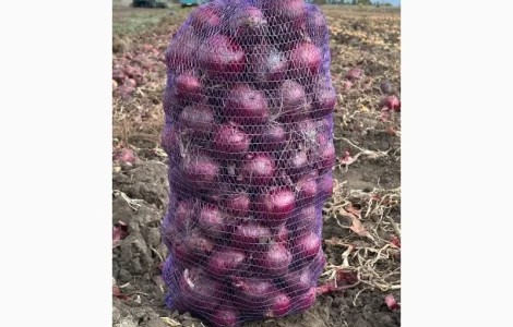 Продам червону цибулю