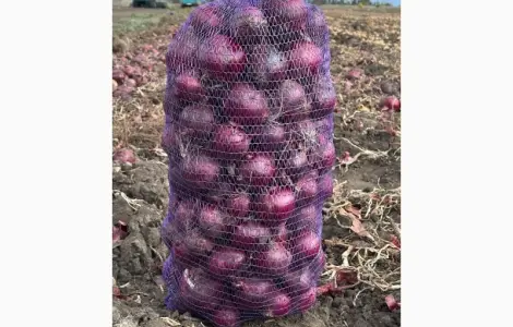 Продам червону цибулю