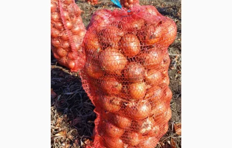 Продам цибулю