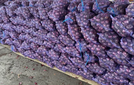 Продам червону цибулю